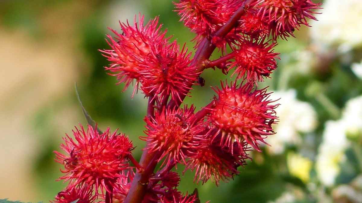 Planta de aceite de ricino