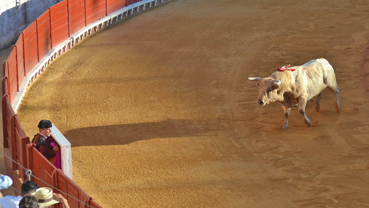 1 Toro de Prieto de la Cal