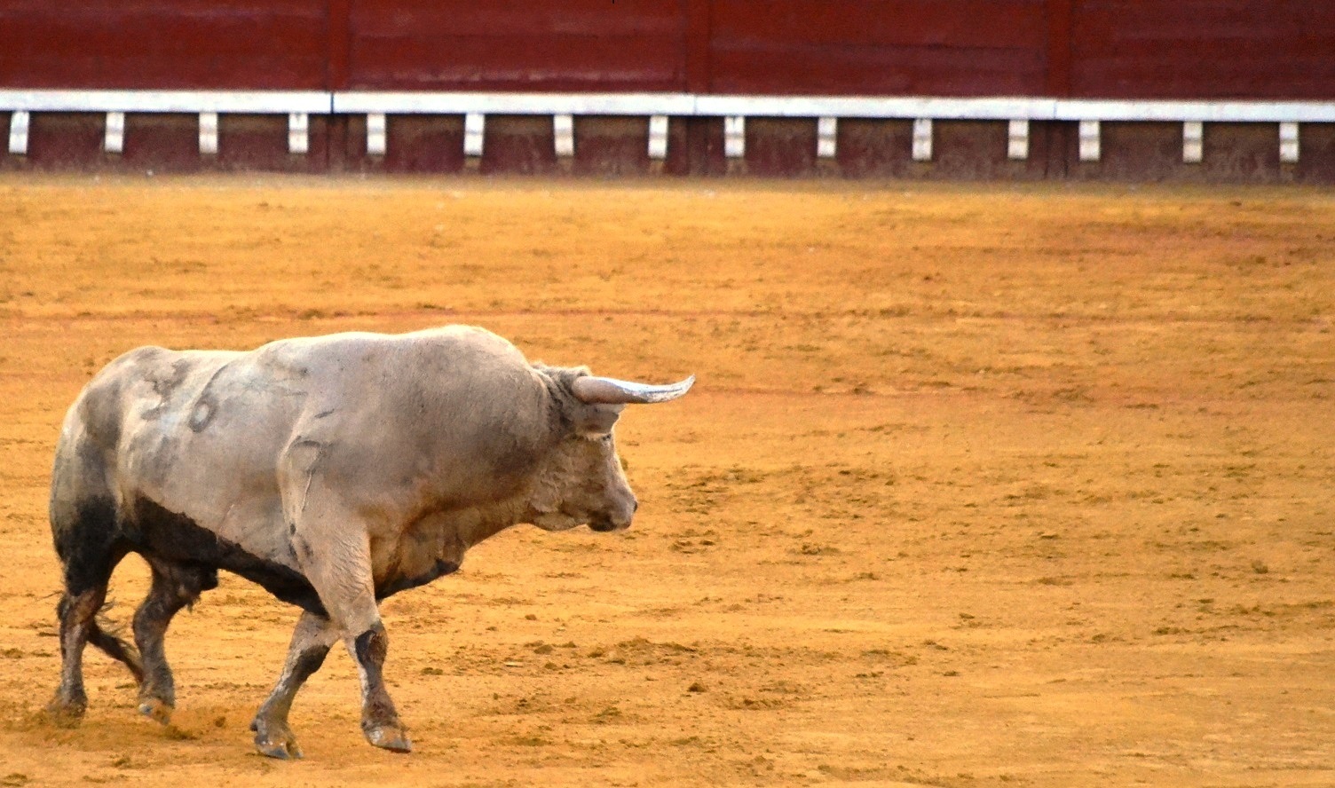 5 Toro de Prieto de la Cal