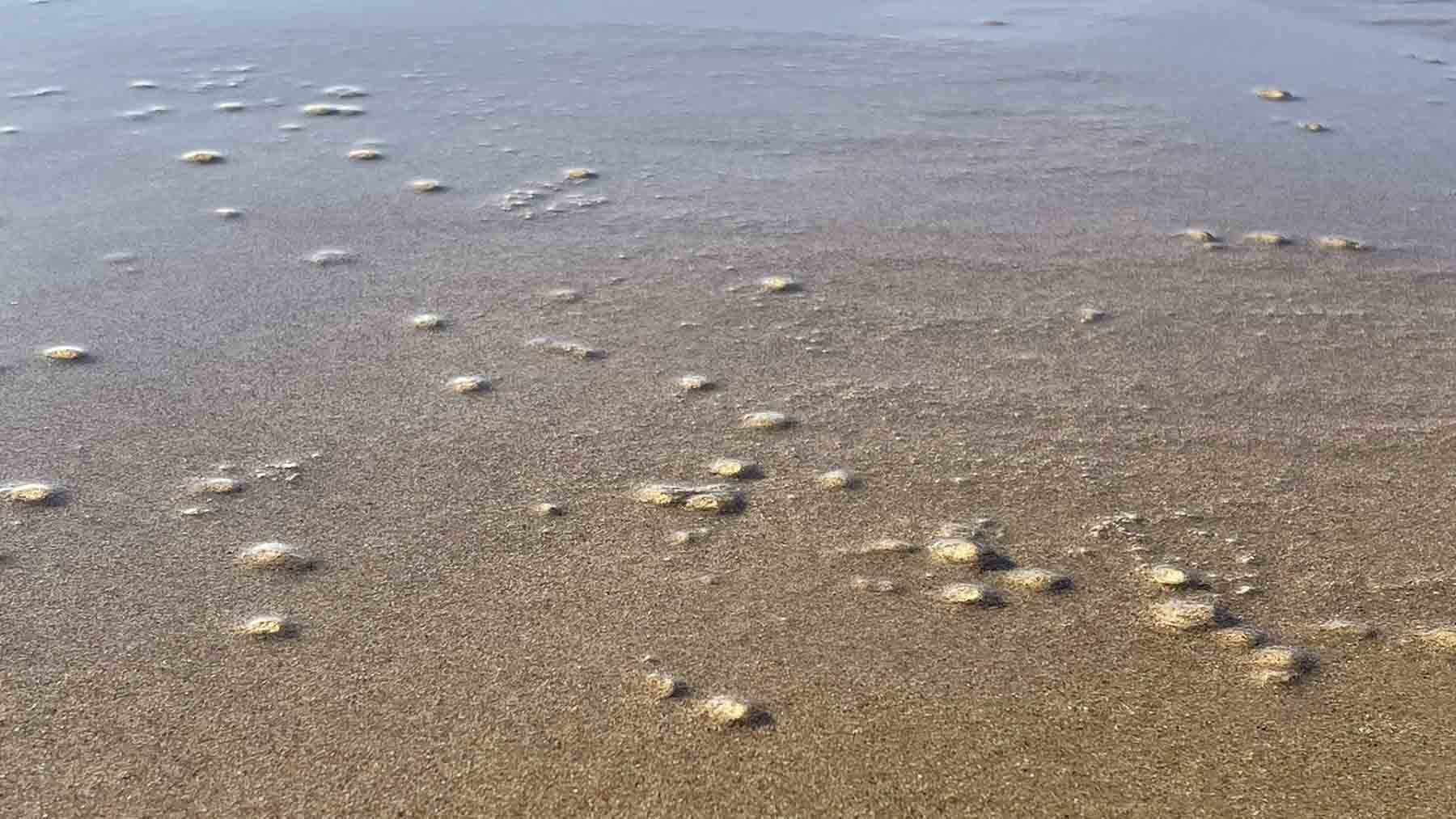 Medusas en Zahara de los Atunes
