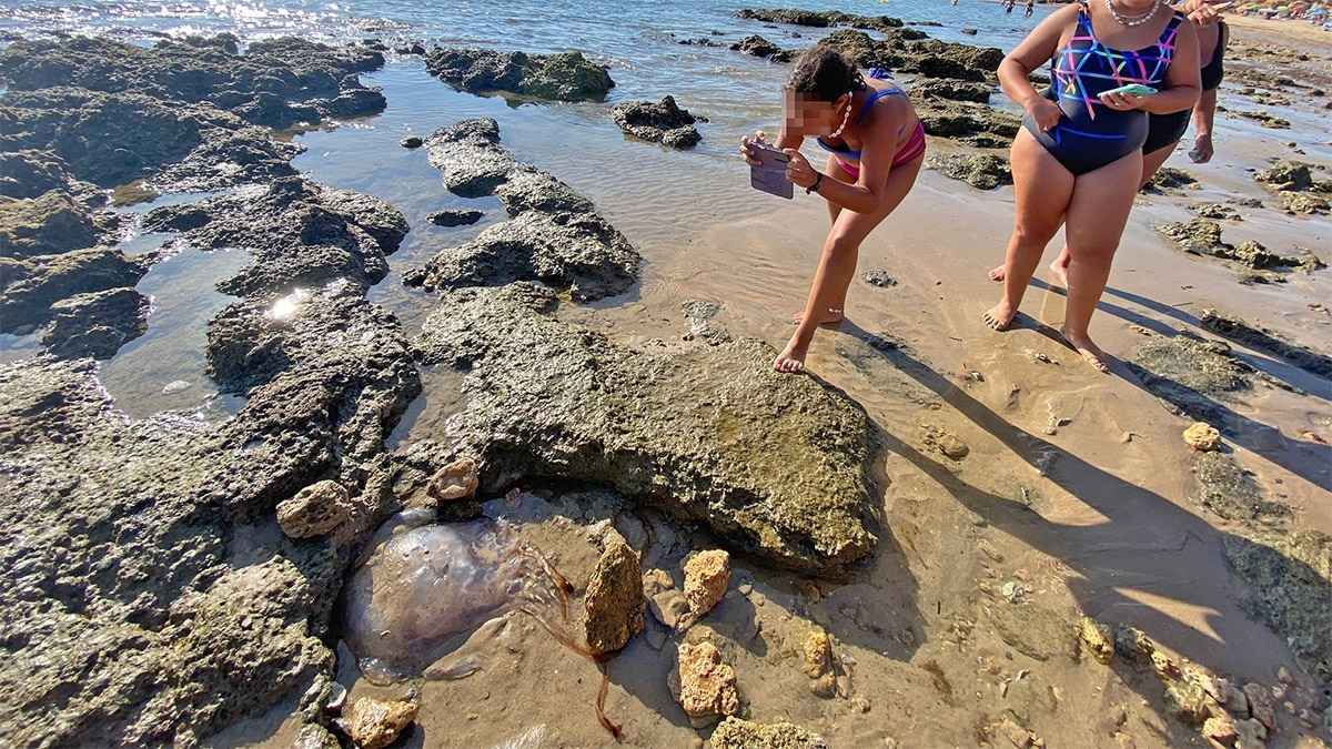 Aparece una medusa gigante en la Playa de la Calita de El Puerto de Santa María