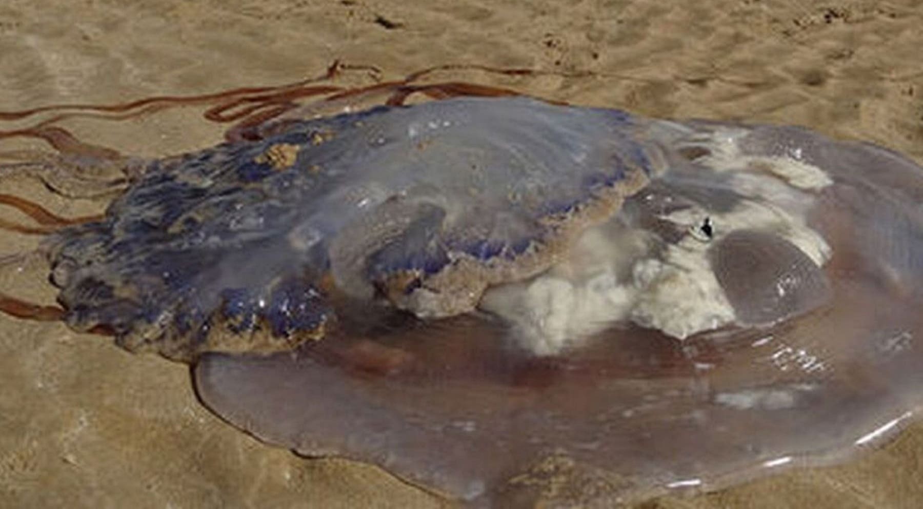 Una medusa gigante en Chipiona