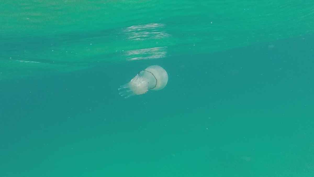 Todo sobre las peligrosas medusas que invaden las playas de Cádiz, Huelva y Málaga  