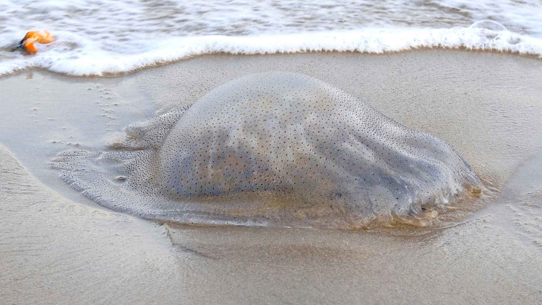 Todo sobre las peligrosas medusas que invaden las playas de Cádiz, Huelva y Málaga 