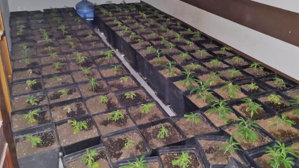 Acuden a un incendio en Jerez y se encuentran con una enorme plantación de marihuana 