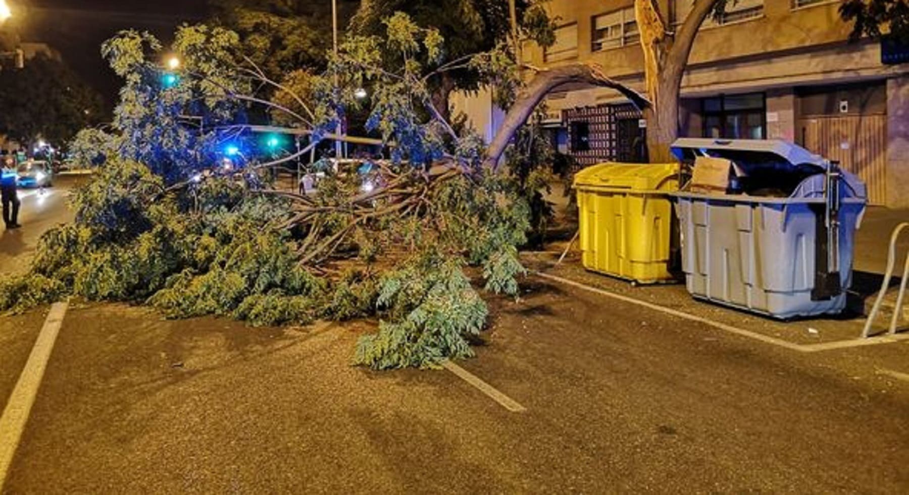 Rama caída en la calle en Cádiz