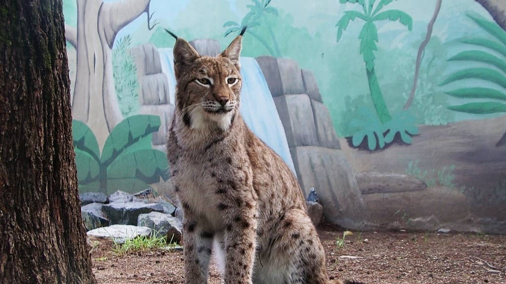 Qué animales hay en el Zoo Córdoba: descubre su amplia variedad.