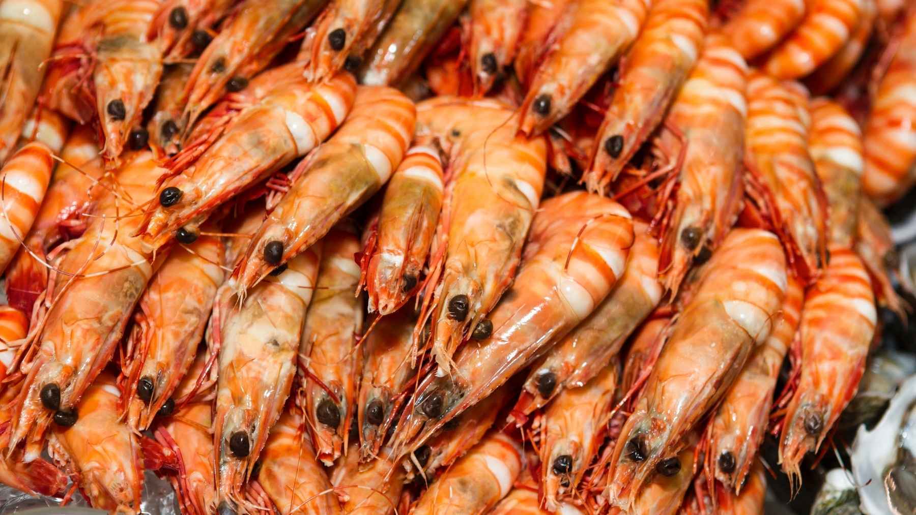 Los langostinos de Sanlúcar a la plancha, una delicia culinaria 