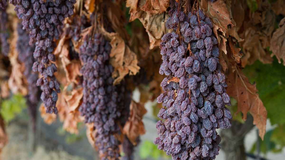 Esta es la razón por la que las uvas pasas de Jerez se usan por grandes chefs como condimento 