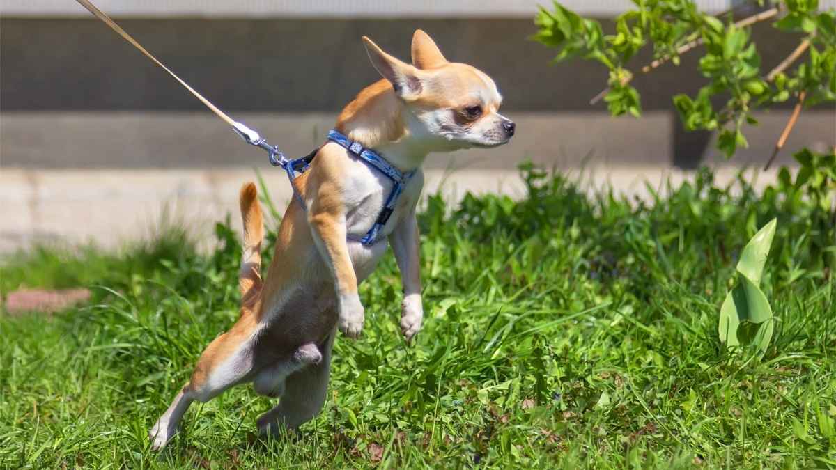 Este es el truco definitivo para que tu perro no te tire de la correa 