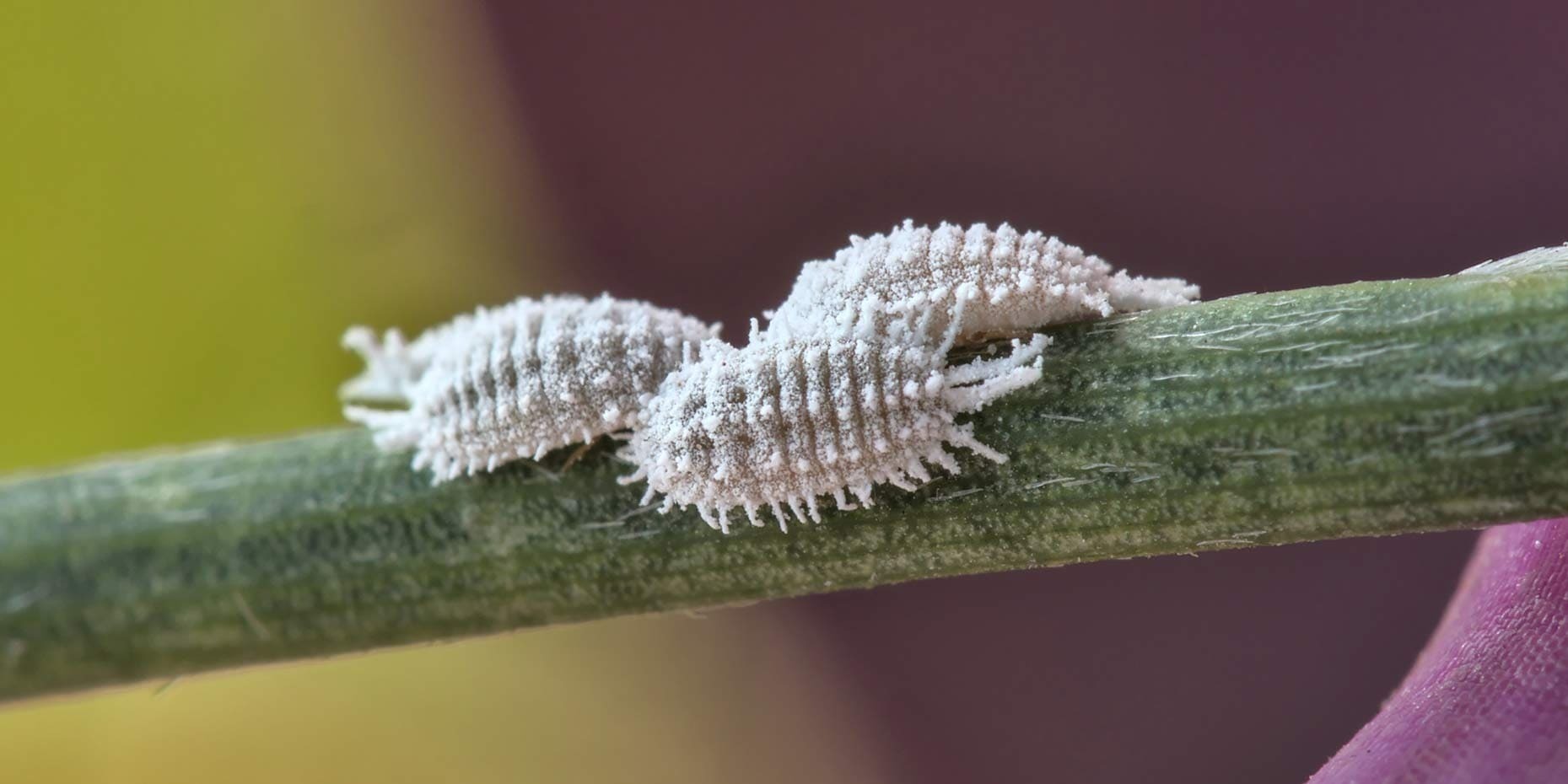 La cochinilla de carmín