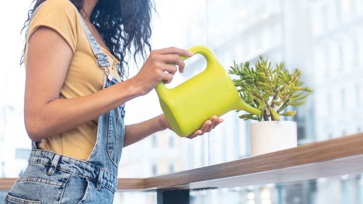 Regando la panta en casa