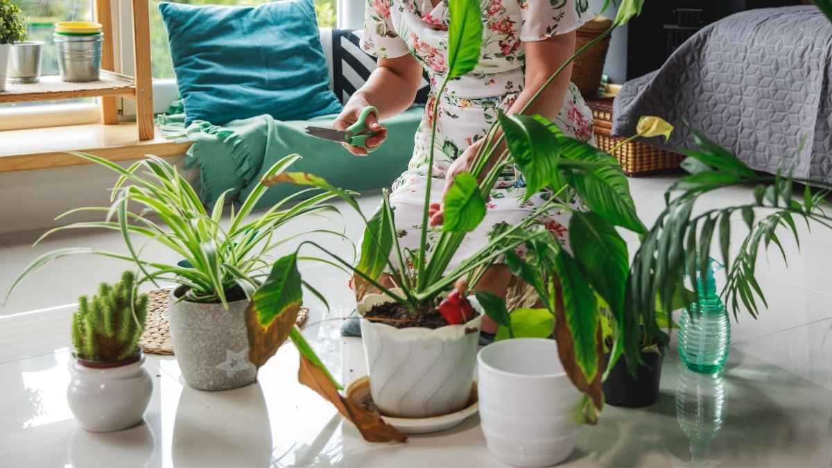 Estrés en las plantas