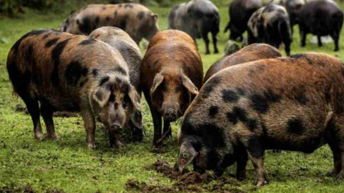 Esta es la esquisita carne ibérica más exclusiva que el cerdo de bellota