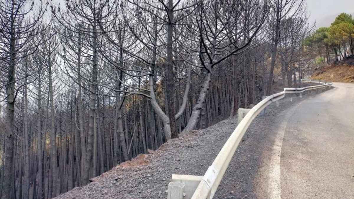 Carretera afectada por el incendio de Sierra Bermeja