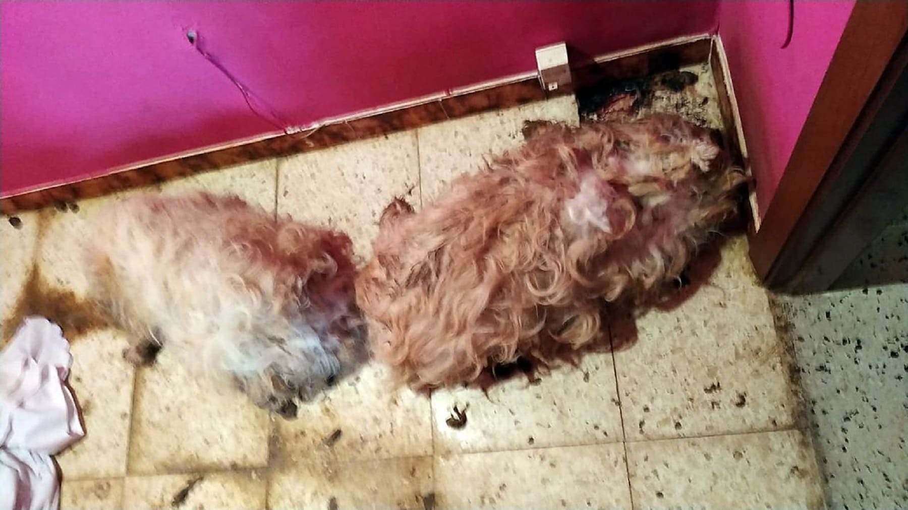 Perros muertos en Córdoba