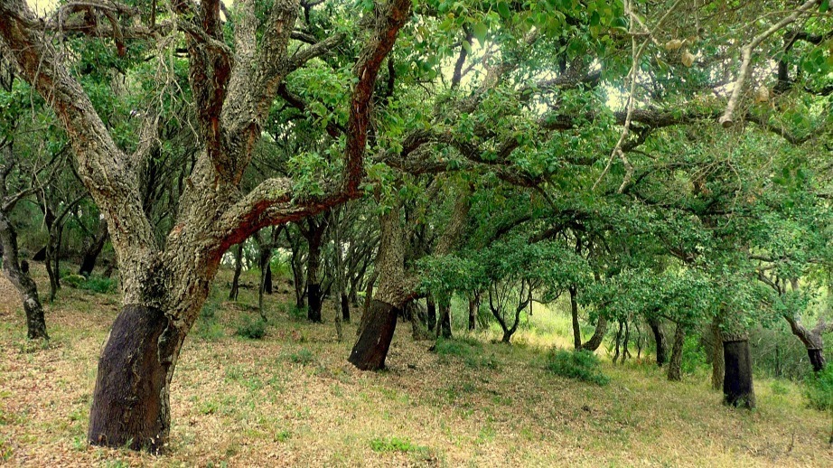 Qué ver en Alcalá de los Gazules: todo lo que debes saber.
