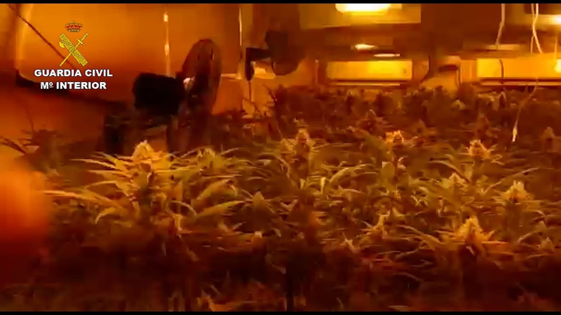 Cultivo de marihuana en una vivienda de alquiler en Jerez