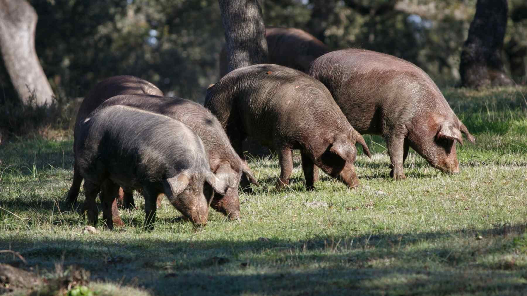 Así es como las bellotas, ricas en propiedades, mejoran el sabor del jamón ibérico