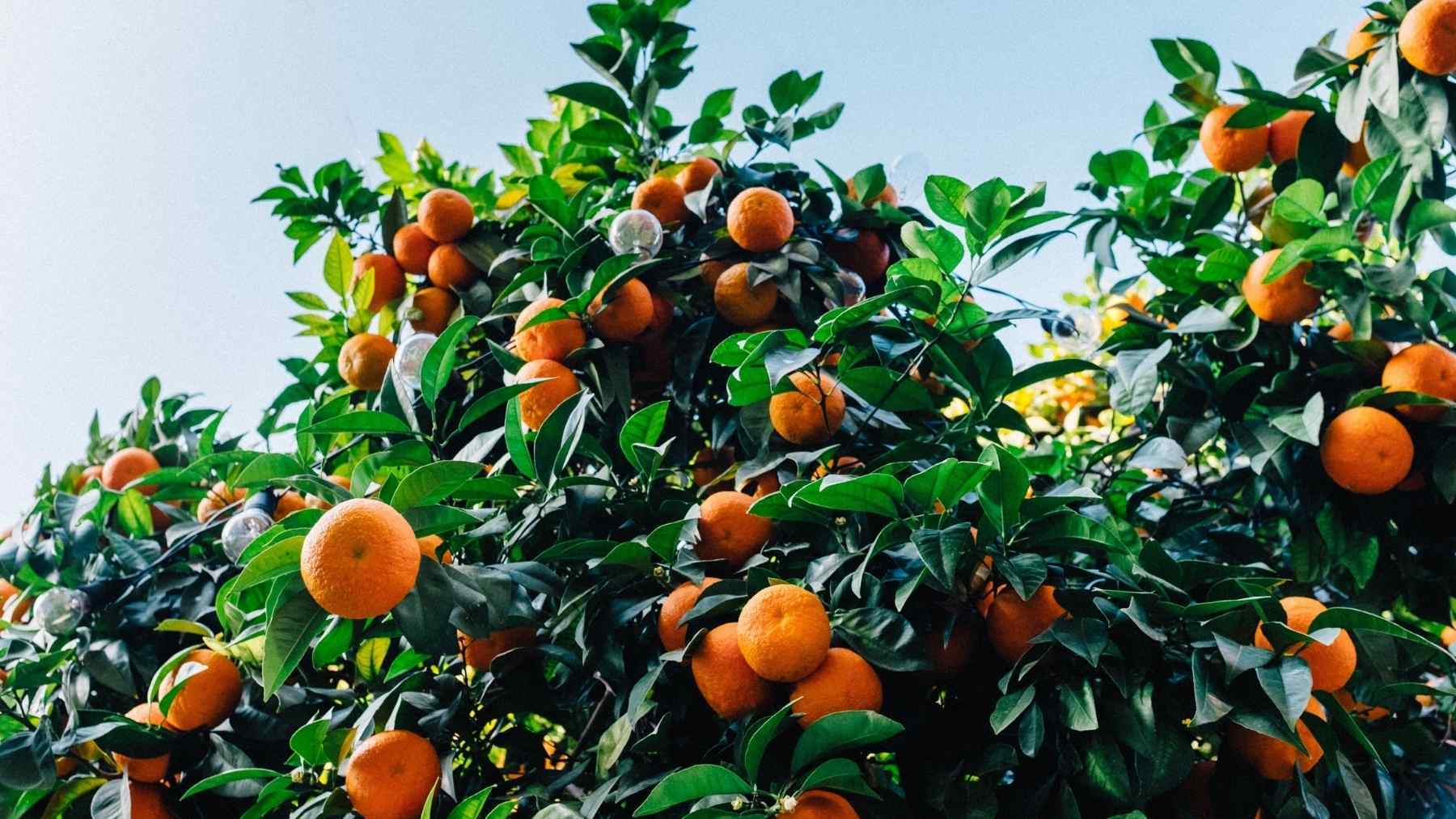 Así la mandarina previene problemas intestinales