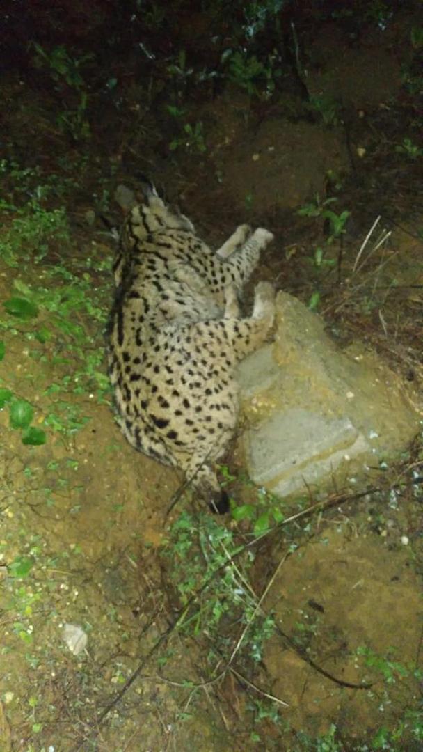 Muere atropellado un lince ibérico en Sevilla