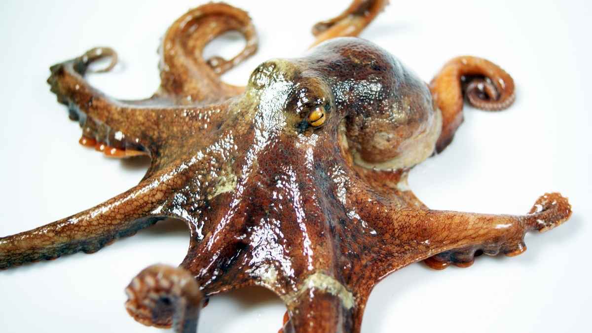 El pulpo del supermercado no es español, sino de Marruecos  