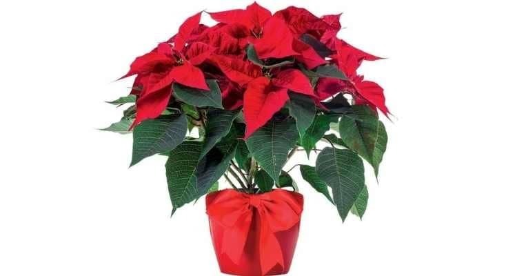 Lidl pone en oferta de Black Friday el artículo con vida que decora tu casa por Navidad