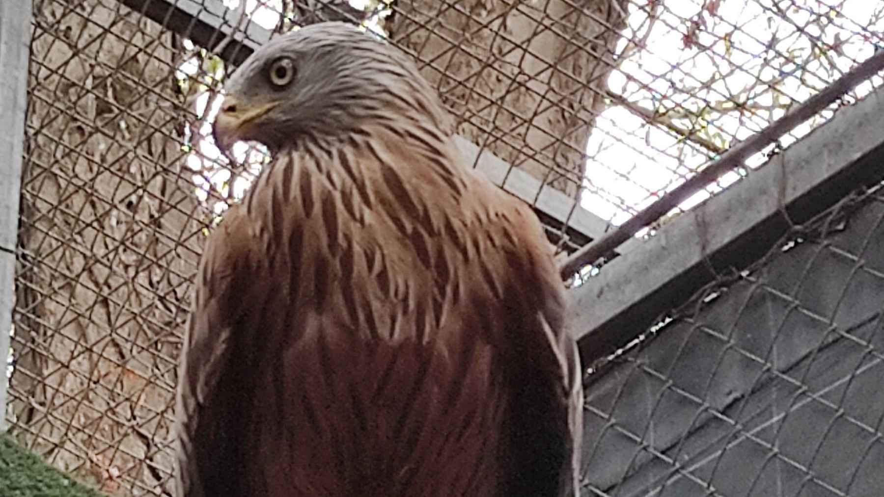 Llegan al Zoo de Jerez seis Milanos Reales, especie en peligro