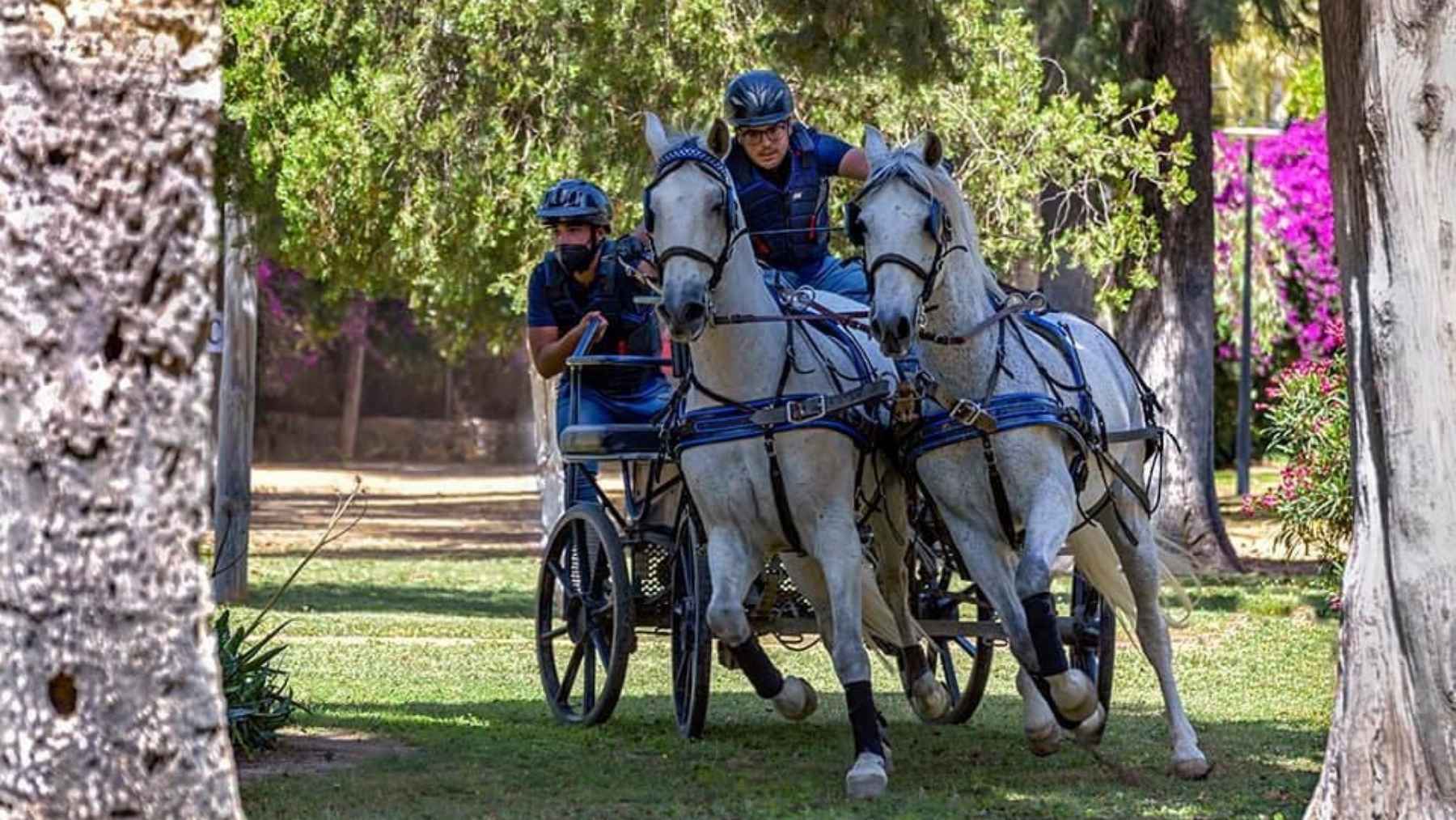 Jerez organiza una prueba de obstáculos de Enganches en el Parque González Honotoria