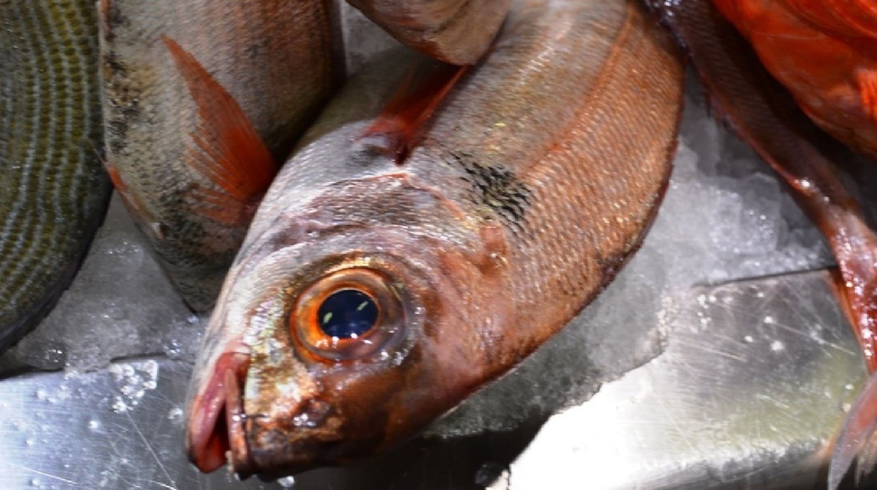 El besugo, otro alimento caro de cara a la Navidad