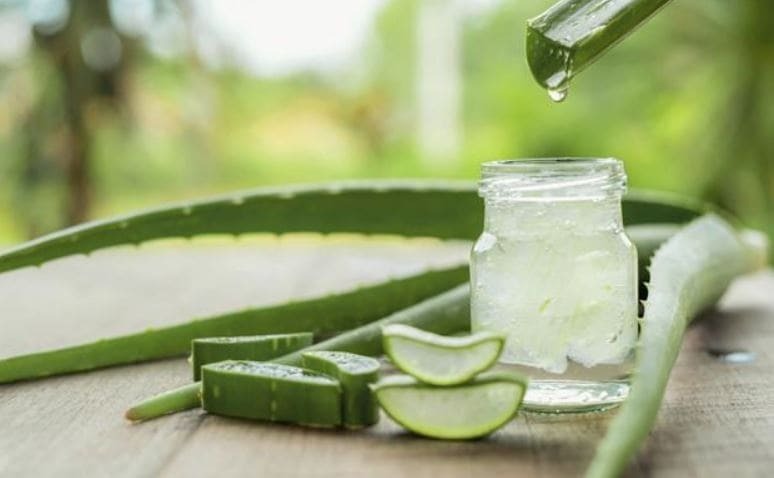 aloe vera