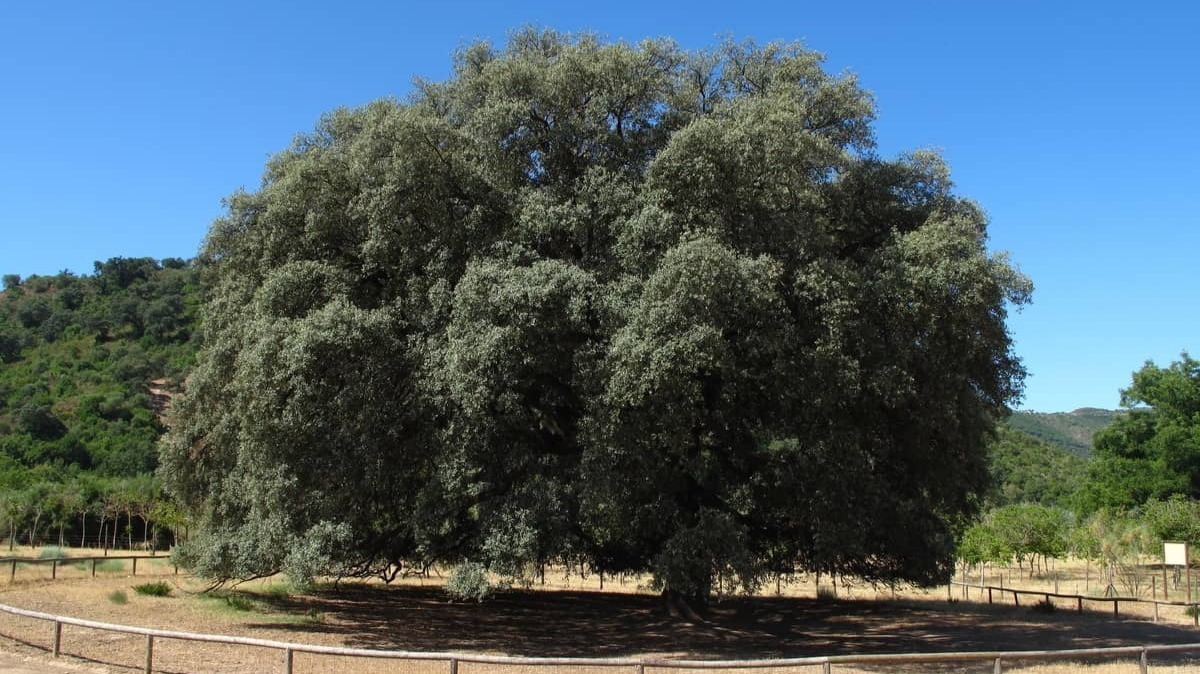 Vía Verde Olvera: ubicación, ruta y principales reclamos turísticos. Foto: Flickr.