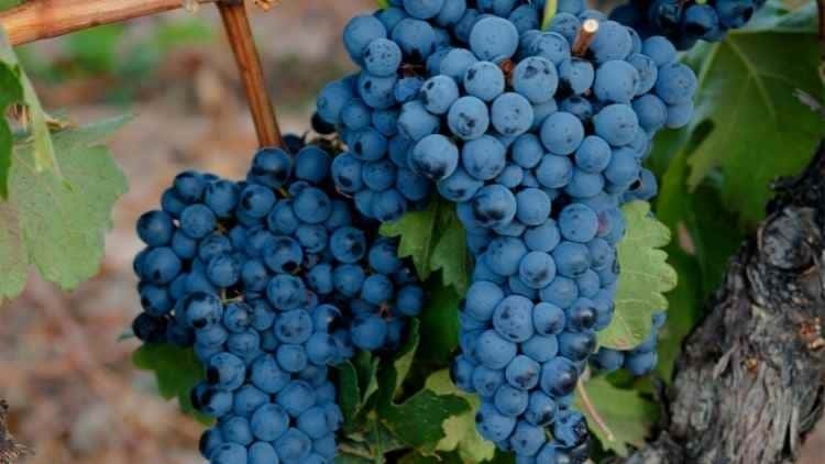 Uva para vino tinto