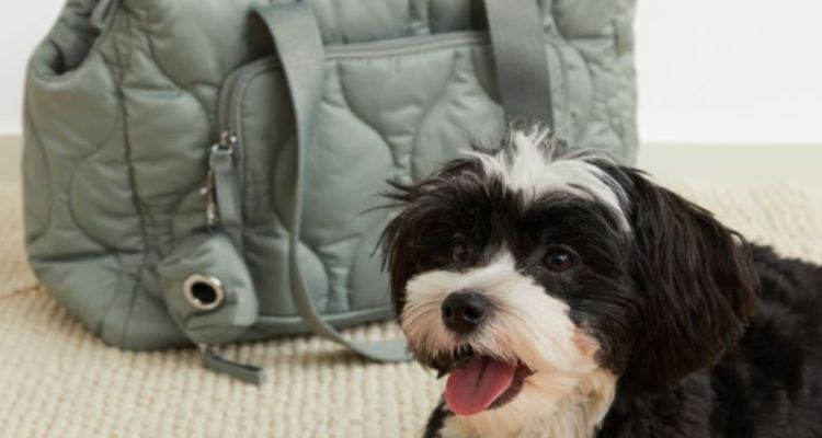 Las rebajas llegan a un bolso de H&M en que puedes llevar tus mascotas y no pasan frío