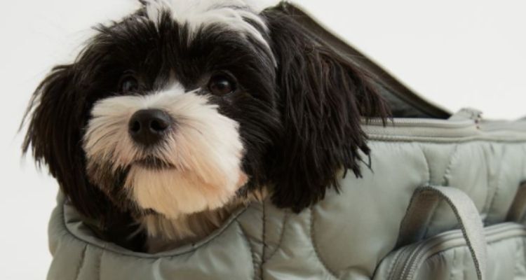 Las rebajas llegan a un bolso de H&M en que puedes llevar tus mascotas y no pasan frío