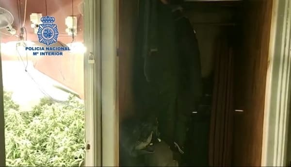 Plantación de marihuana en Jerez