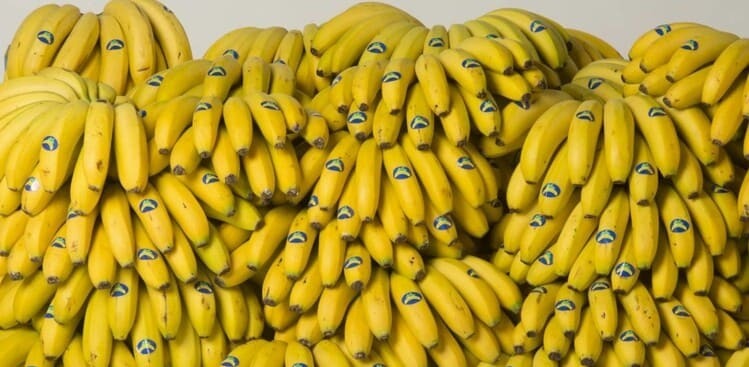 platano de canarias (1) (1)