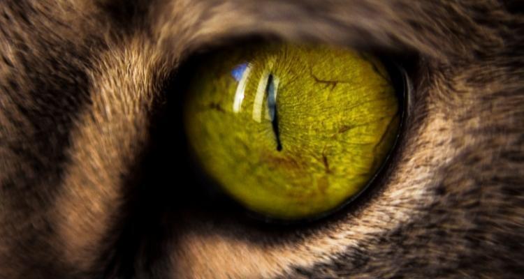 La cámara de fotografía macro del iPhone 13 Pro de Apple mira de tú a la Leica de Huawei