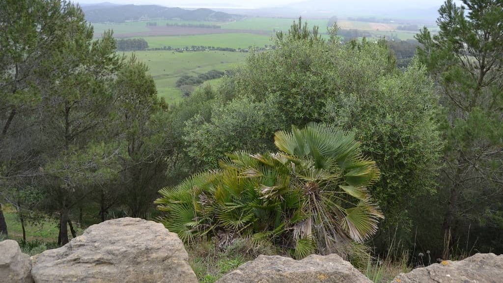 Parque Natural de los Alcornocales: guía para recorrer este gran espacio natural. Foto: Flickr.
