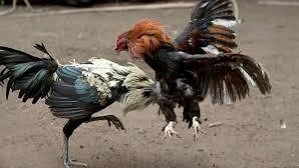 Peleas de gallos