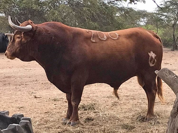 3 Toro de Paiján para Sócota copia