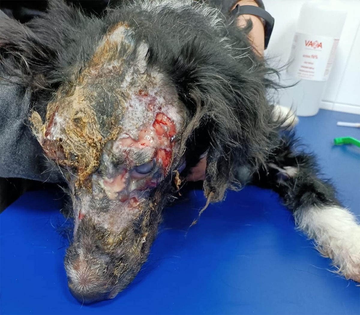 Ataque espeluznante a la perrita Mireya en Jerez 