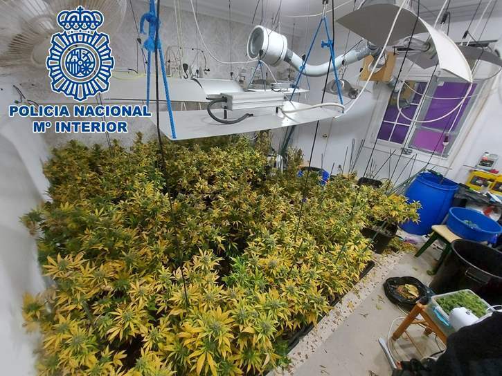 Plantación de marihuana en una vivienda de La Línea de la Concepción