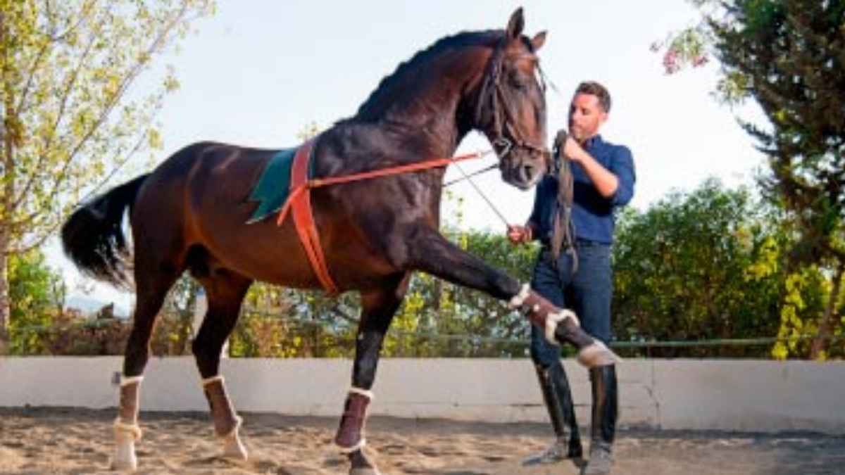 Centro ecuestre Artequus. Alhaurín de la Torre, Málaga