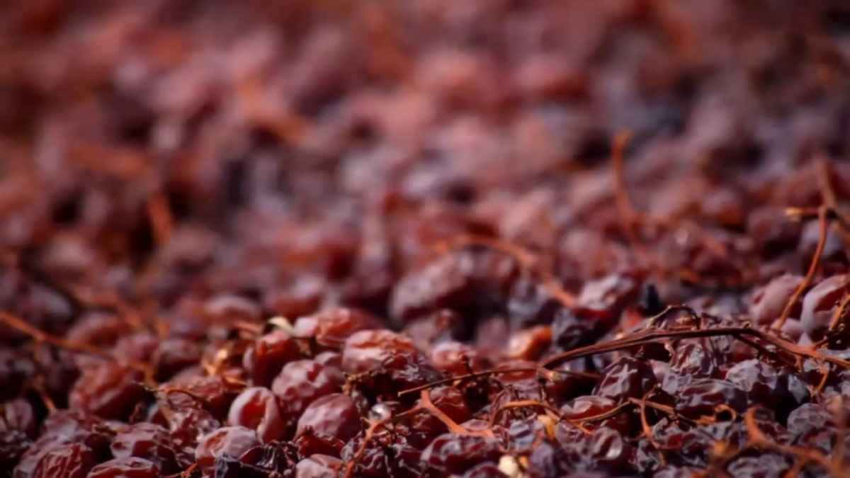 Uva pasa elaborada en El Borge, Málaga