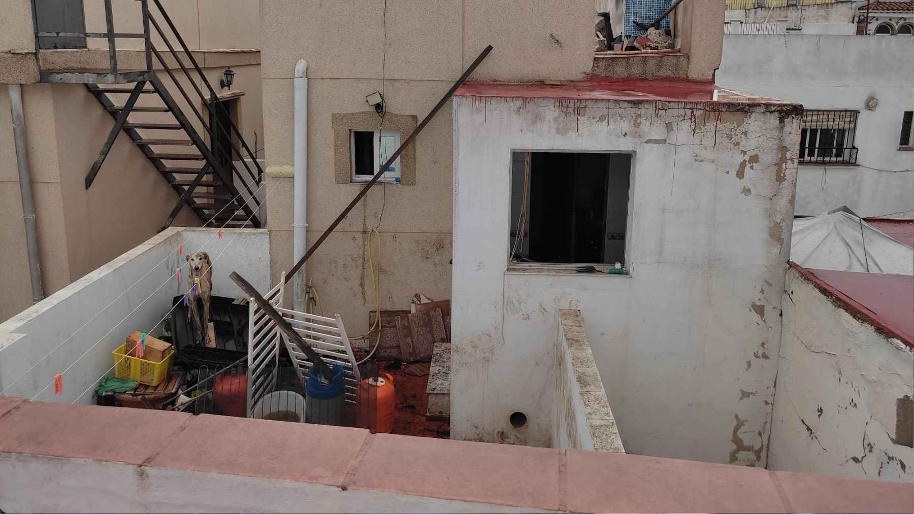 Imagen de la terraza y de uno de los perros