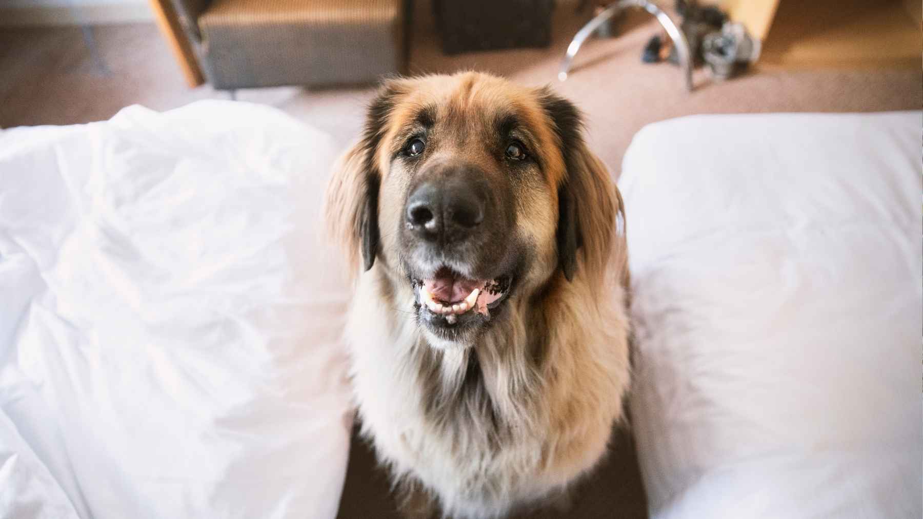 Un perro en la habitación de un hotel