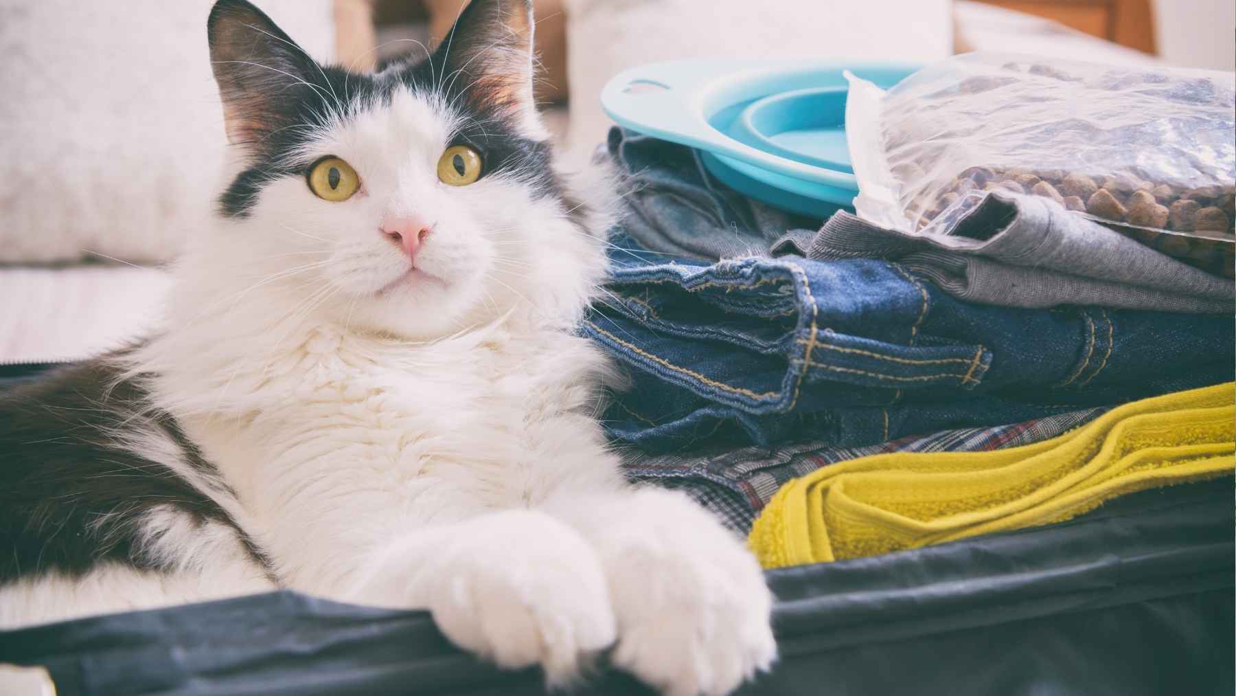 Un gato junto a una maleta