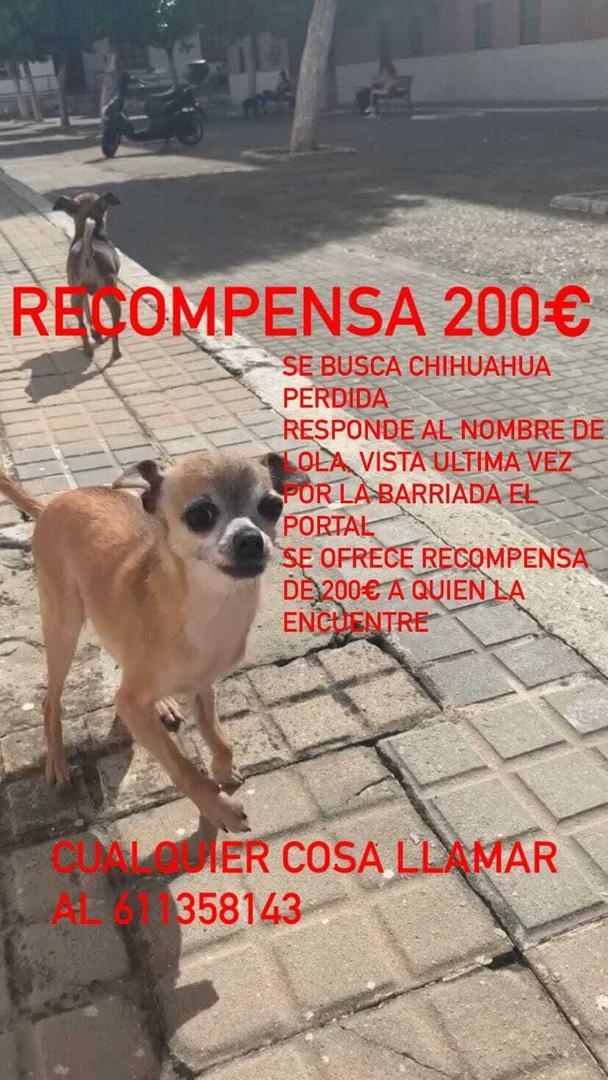 Chihuahua perdido en Jerez
