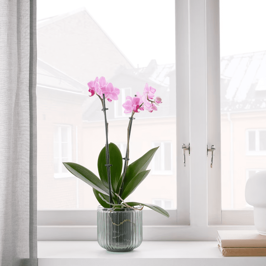 Macetero de vidrio Gradvis